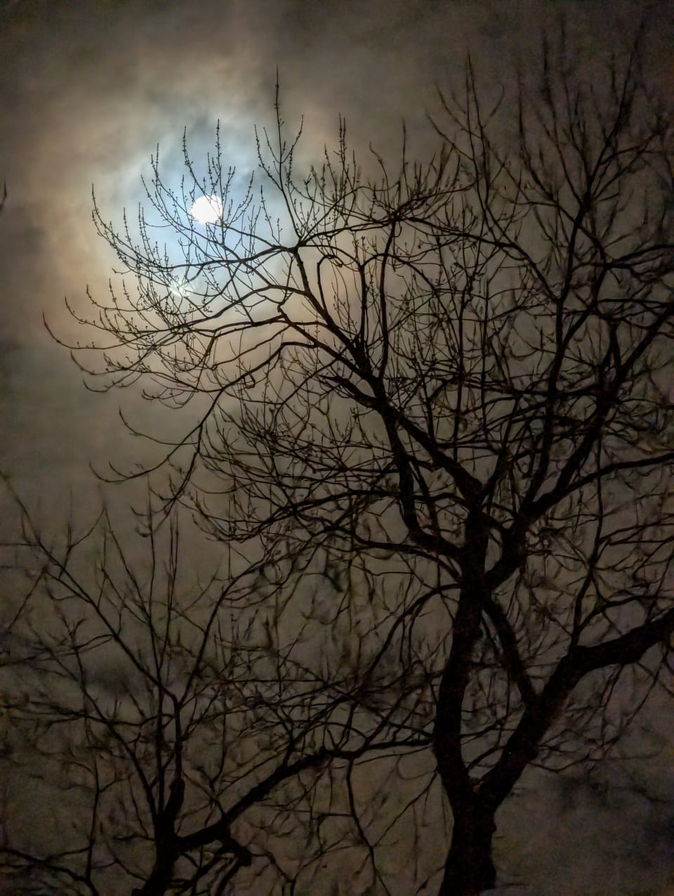 Moonlight, clouds, bare branches.